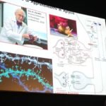 Il Cervello fragile degli adolescenti