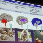 Il Cervello fragile degli adolescenti