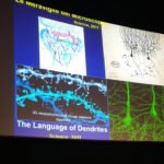 Il Cervello fragile degli adolescenti